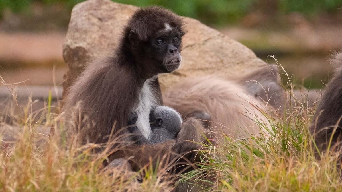Nace en el zoo de Barcelona un mono araña, un especie en peligro de extinción