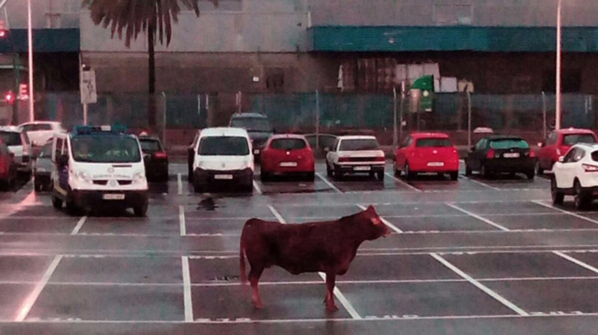 Una vaca se escapa de Mercabarna y recorre calles con tráfico