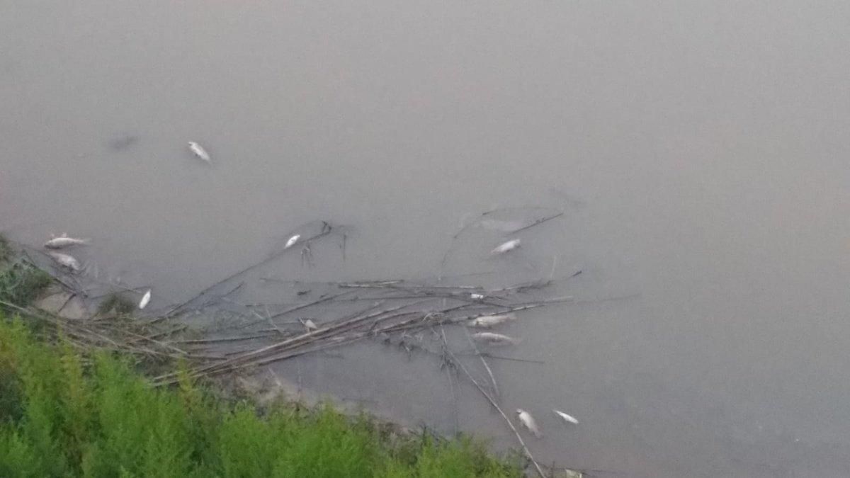 Investigació per l'aparició de peixos morts al Prat de Llobregat Investigació per l'aparició de peixos morts al Prat de Llobregat