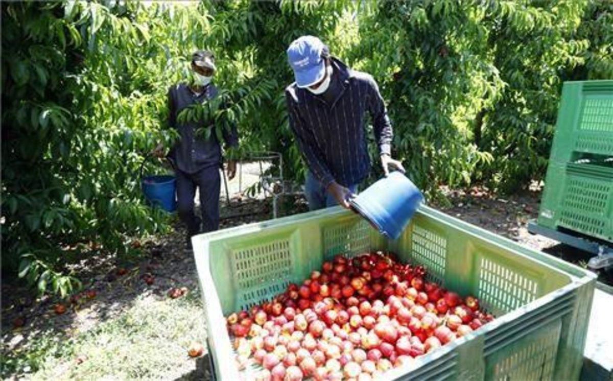 Temporeros en la recogida de la fruta de hueso en la comarca del Bajo Cinca, el pasado mes de junio. Temporeros en la recogida de la fruta de hueso en la comarca del Bajo Cinca, el pasado mes de junio.