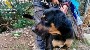 Mai, el perro retirado a su propietario por maltrato animal, en El Prat de Llobregat.