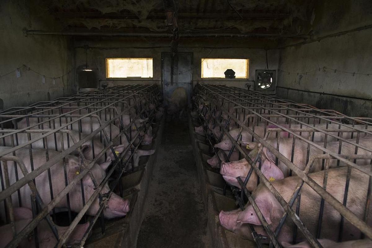La UE admet el problema de les macrogranges, sobretot amb porcs i pollastres