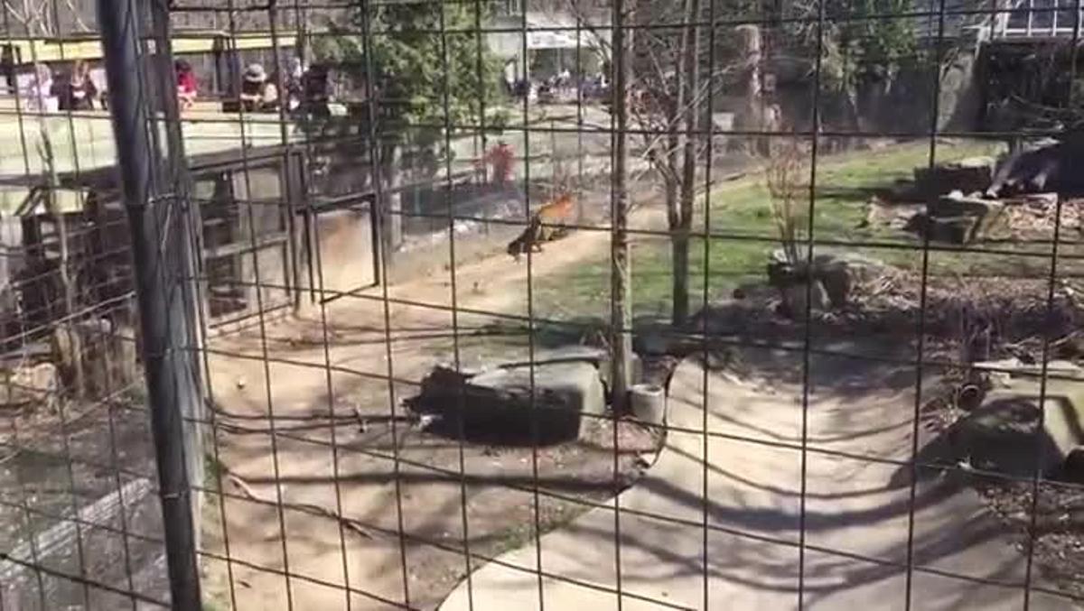 Una mujer salta al foso de los tigres en el zoo de Toronto