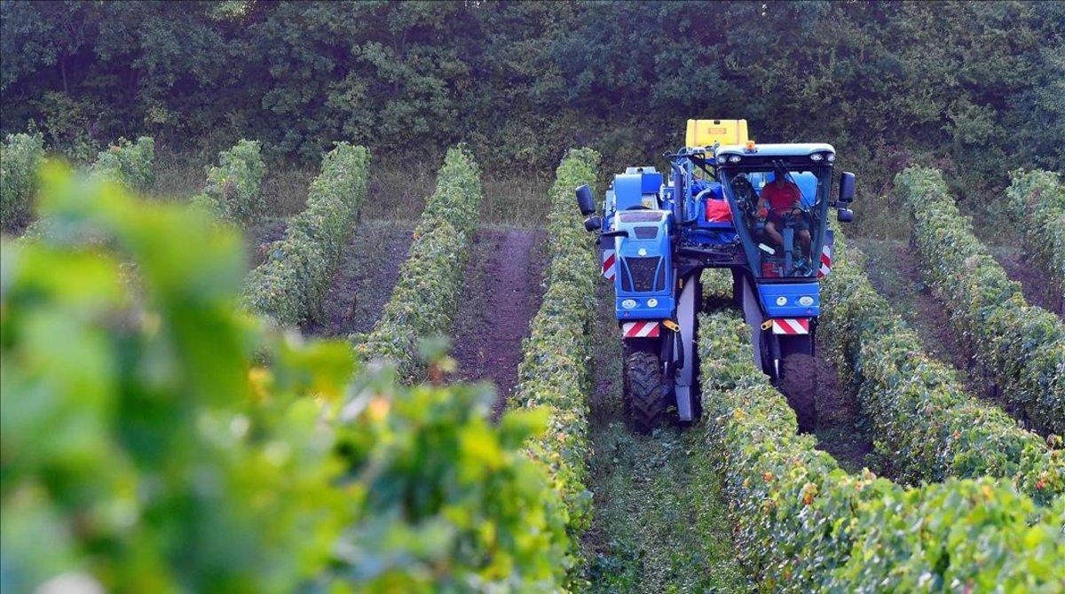 Un tractor cosechando la uva. 