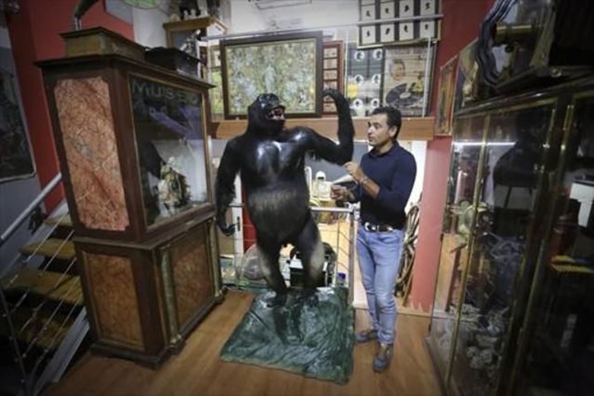 El anticuario Víctor Gómez, junto a uno de gorilas que encandilaron al público en el Taxidermista, en una de sus tintinescas tiendas. El anticuario Víctor Gómez, junto a uno de gorilas que encandilaron al público en el Taxidermista, en una de sus tintinescas tiendas.