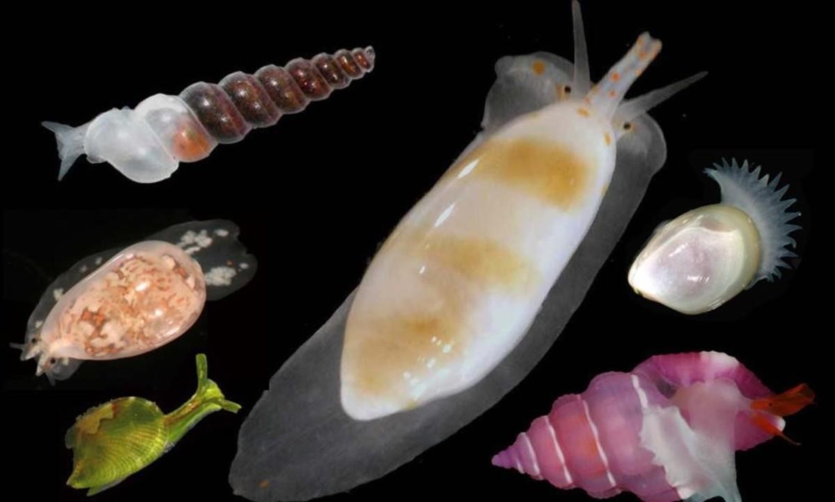 Especies de moluscos localizados en la isla filipina de Panglao, en el mar de Bohol. 