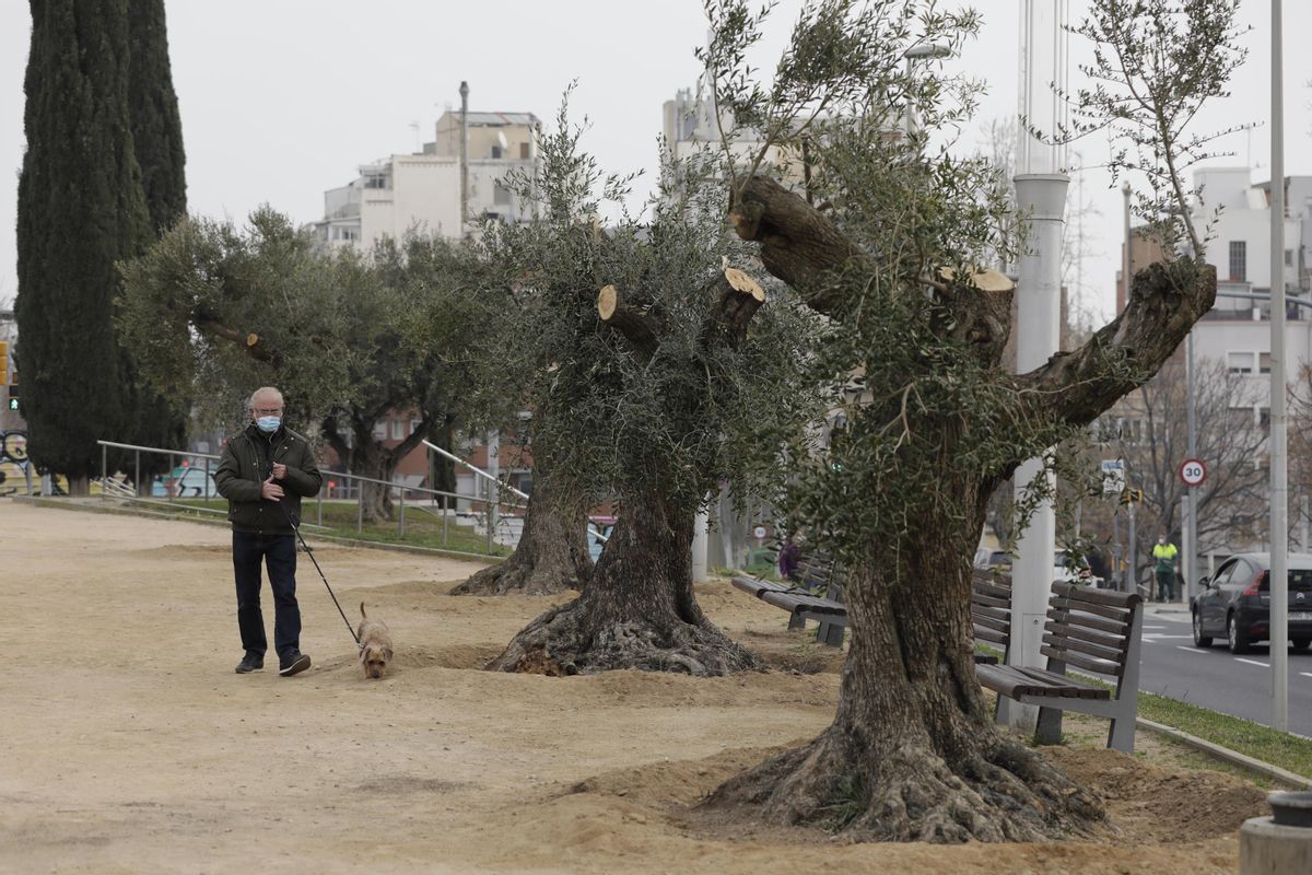 Los olivos centenarios recuperados por el Guinardó, esta semana. Los olivos centenarios recuperados por el Guinardó, esta semana.