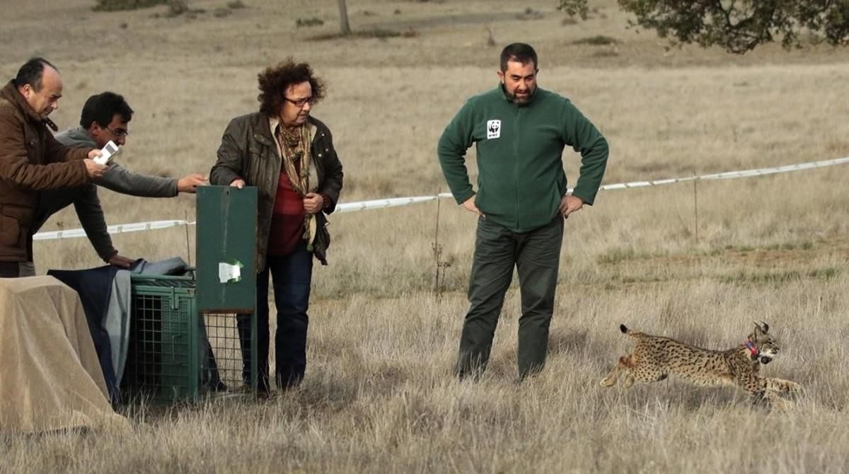 Liberación de un ejemplar lince nacido en cautividad en la Sierra Morena de Ciudad Real, el pasado febrero. Liberación de un ejemplar lince nacido en cautividad en la Sierra Morena de Ciudad Real, el pasado febrero.