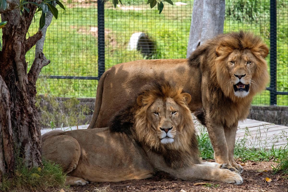 Un zoo a Austràlia tanca les seves portes després de la fuga de cinc lleons