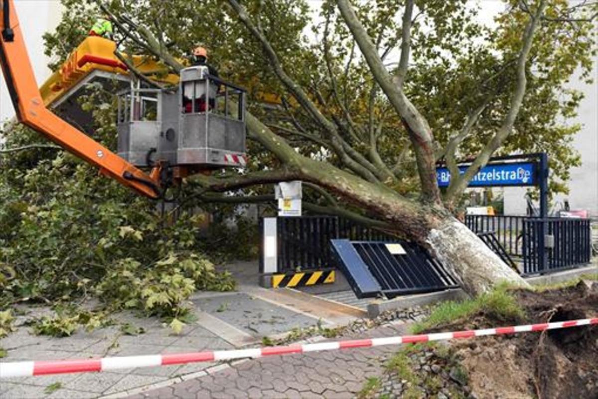 Un grupo de discapacitados ayudará en Cornellà a podar los árboles