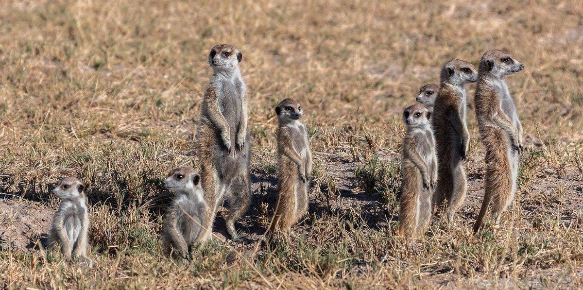 Un grupo de suricatas protegiendo su territorio con danzas de guerra. 
