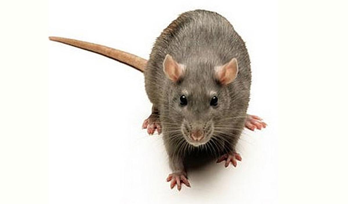 Alerta en Londres por la aparición de ratas gigantes inmunes al veneno