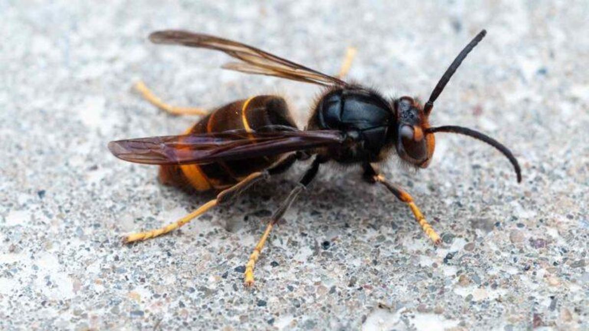 La ‘avispa asesina’ en España se extiende a gran velocidad La ‘avispa asesina’ en España se extiende a gran velocidad