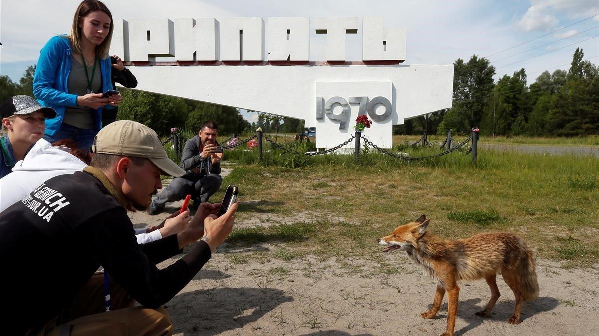 Turistas fotografían un zorro en el pueblo fantasma de Pripyat, cerca de Chernobyl. 