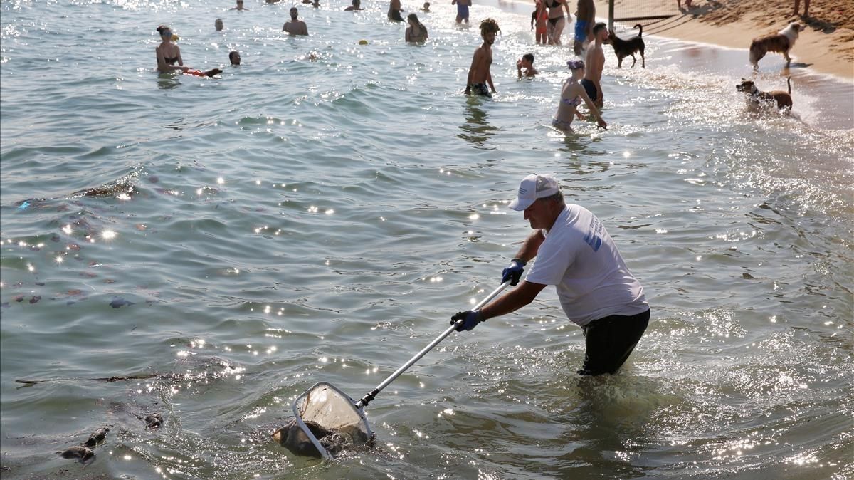 Ratas Muertas En Las Playas De Barcelona