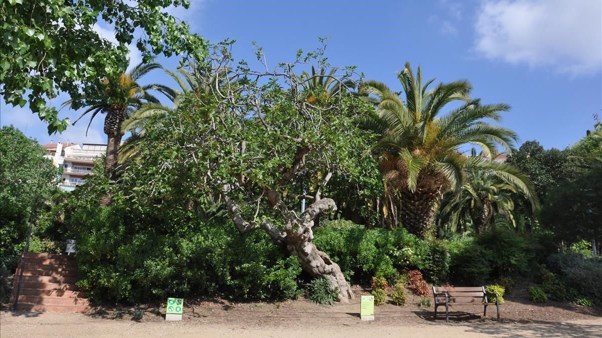 Jardines del parque del Guinardó. Jardines del parque del Guinardó.
