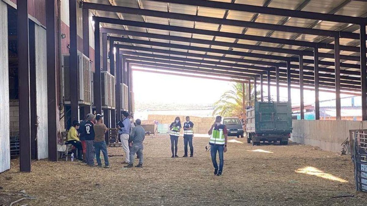 Detenido un empresario ganadero en Zaragoza por tener cinco trabajadores irregulares y explotados laboralmente Detenido un empresario ganadero en Zaragoza por tener cinco trabajadores irregulares y explotados laboralmente