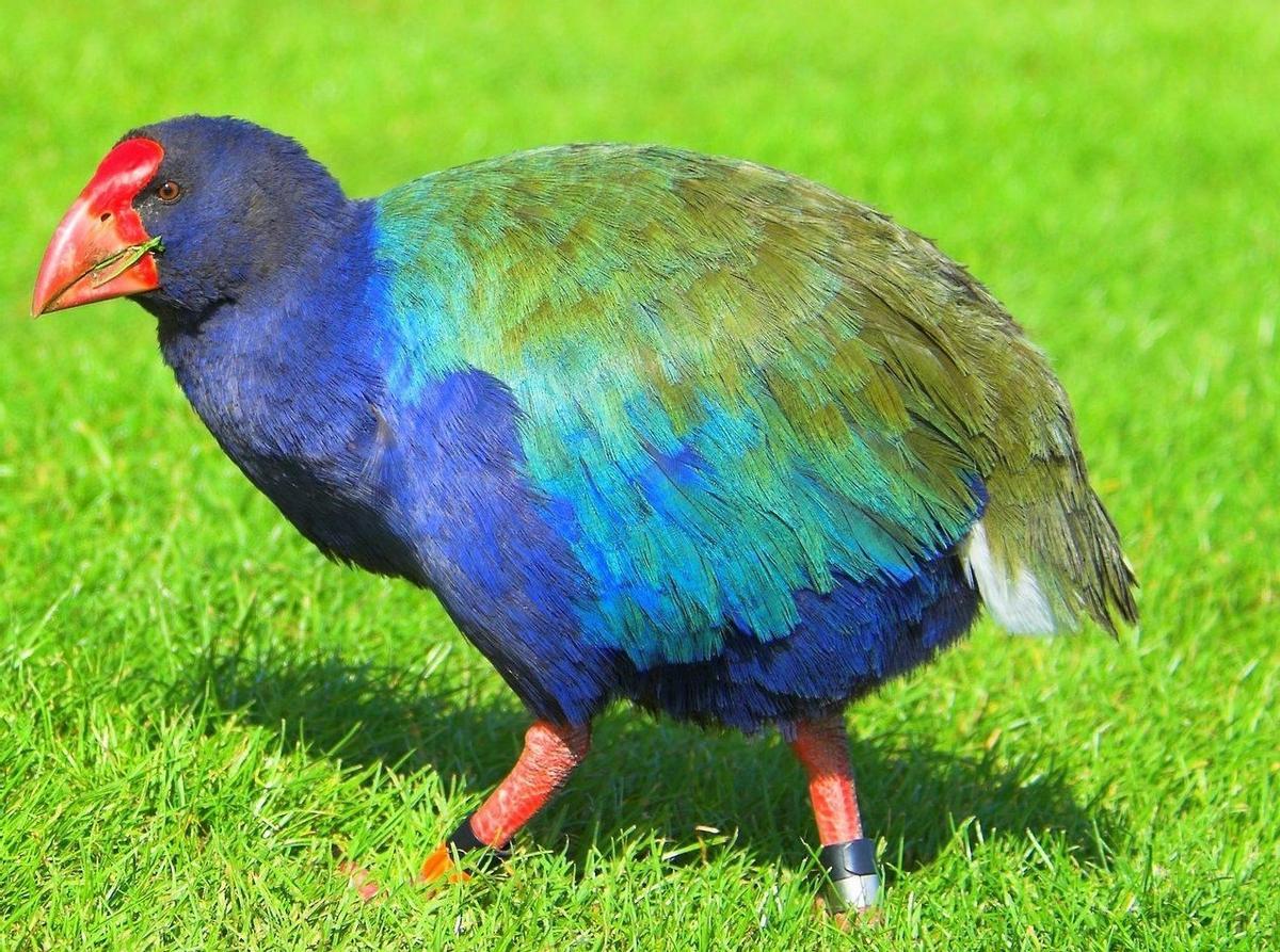 Así resucitó Nueva Zelanda un ave prehistórica declarada extinta