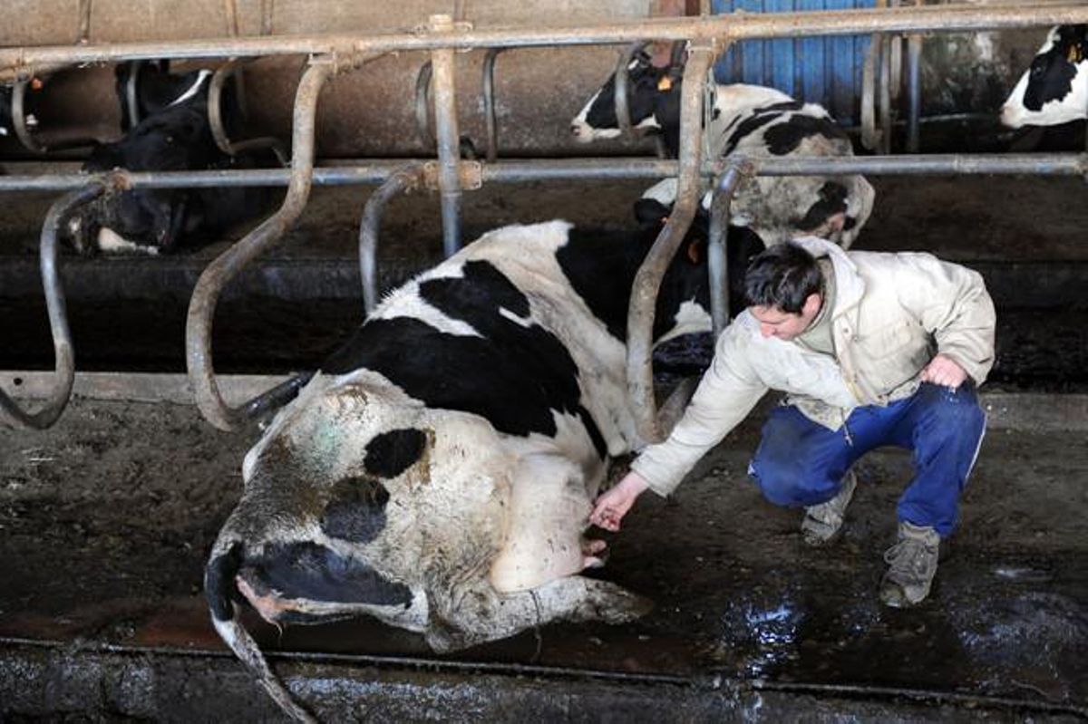 Un ganadero comprueba la ubre de una vaca, en una explotación catalana. Un ganadero comprueba la ubre de una vaca, en una explotación catalana.