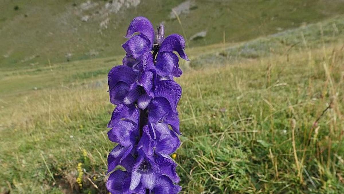 Advertència del Parc del Cadí: No tocar la flor més tòxica d’Europa
