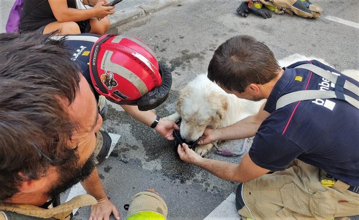 Un perro rescatado por los Bombers y la Policía Municipal de Terrassa. Un perro rescatado por los Bombers y la Policía Municipal de Terrassa.