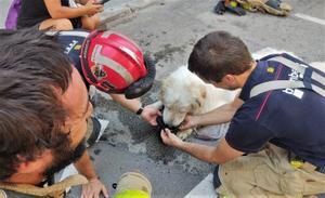 Un perro rescatado por los Bombers y la Policía Municipal de Terrassa.