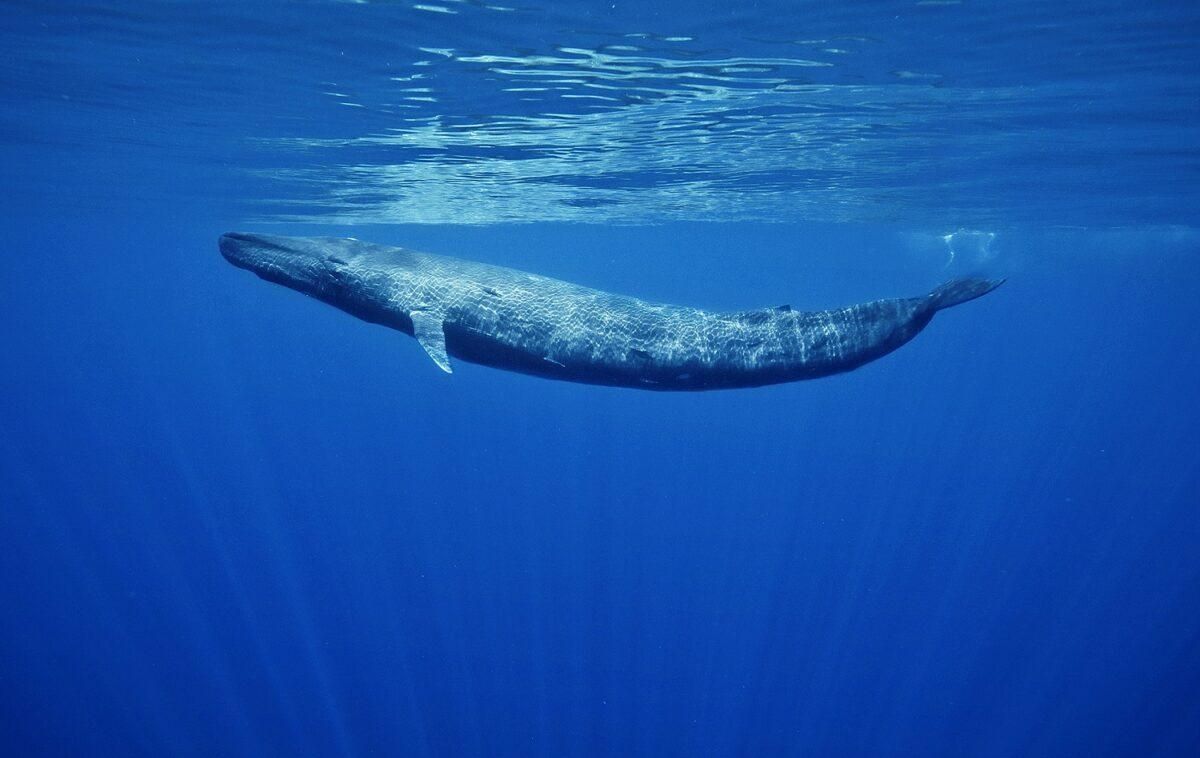 La ballena azul, el animal más grande de la Tierra, regresa a Galicia La ballena azul, el animal más grande de la Tierra, regresa a Galicia