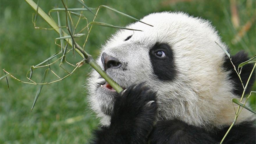 vacunación Brisa sutil Los osos panda digieren mal el bambú