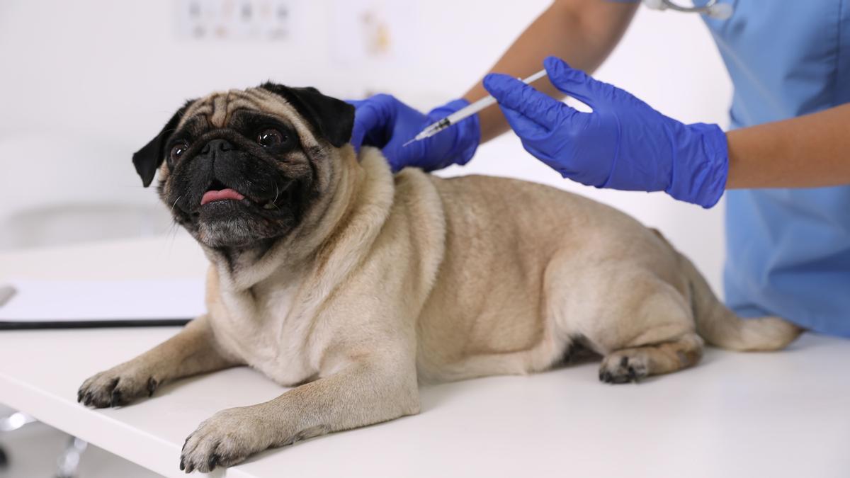 Vacuna rabia en perros: saber |