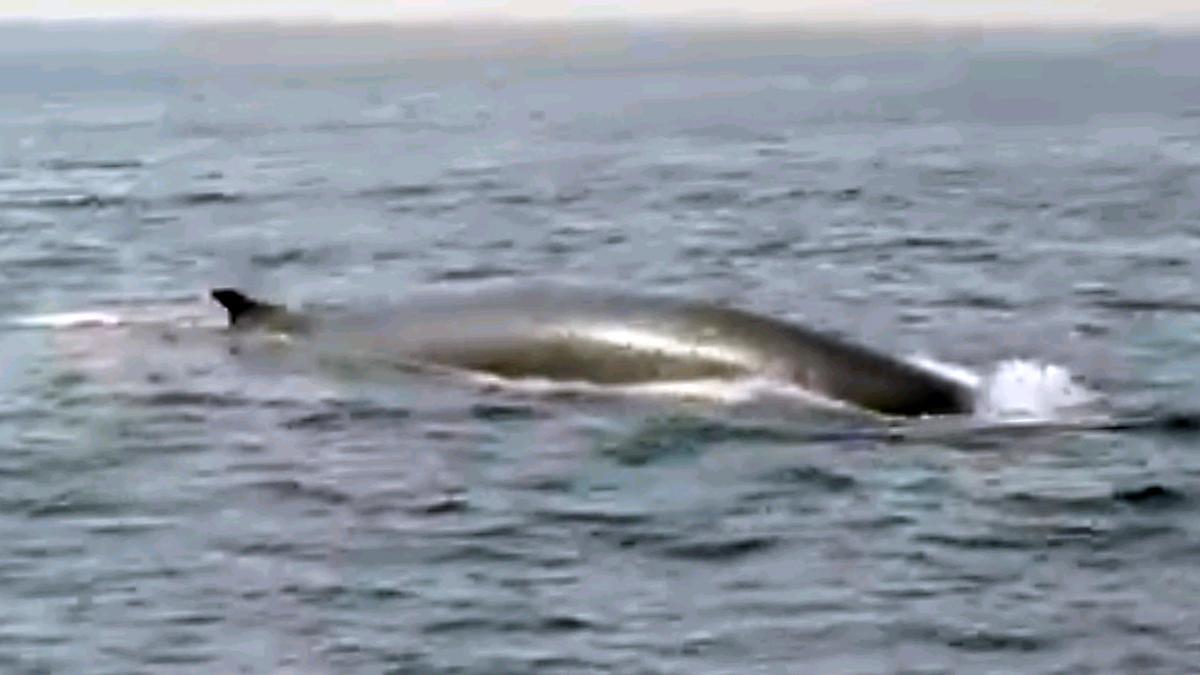 Albirades les primeres balenes de l’any a la costa de Barcelona