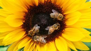 Varias abejas sobre un girasol.