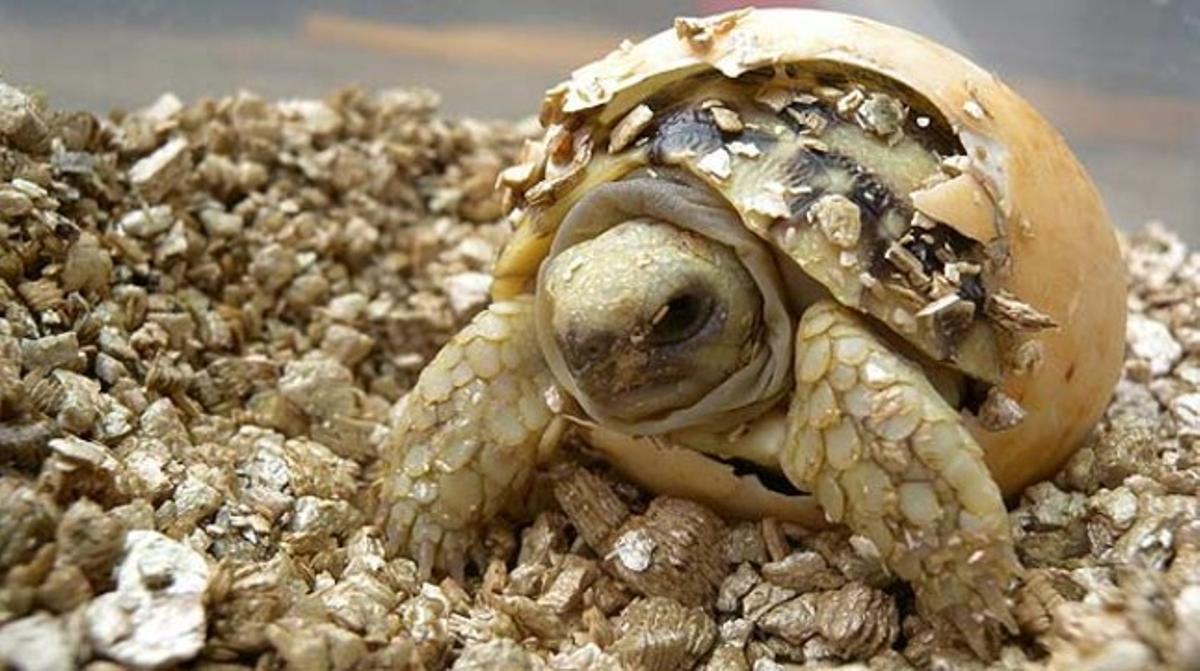 best bedding for tortoise