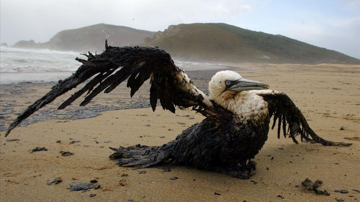 Un pájaro envuelto en petróleo intenta mover sus alas en la playa del Mar de Fora (Fisterra) tras el vertido del Prestige del noviembre del 2002