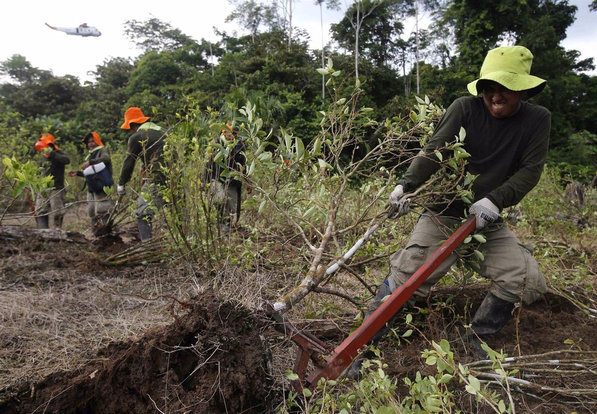 Imagen de archivo de la erradicación de cultivos de coca en Latinoamérica. Imagen de archivo de la erradicación de cultivos de coca en Latinoamérica.