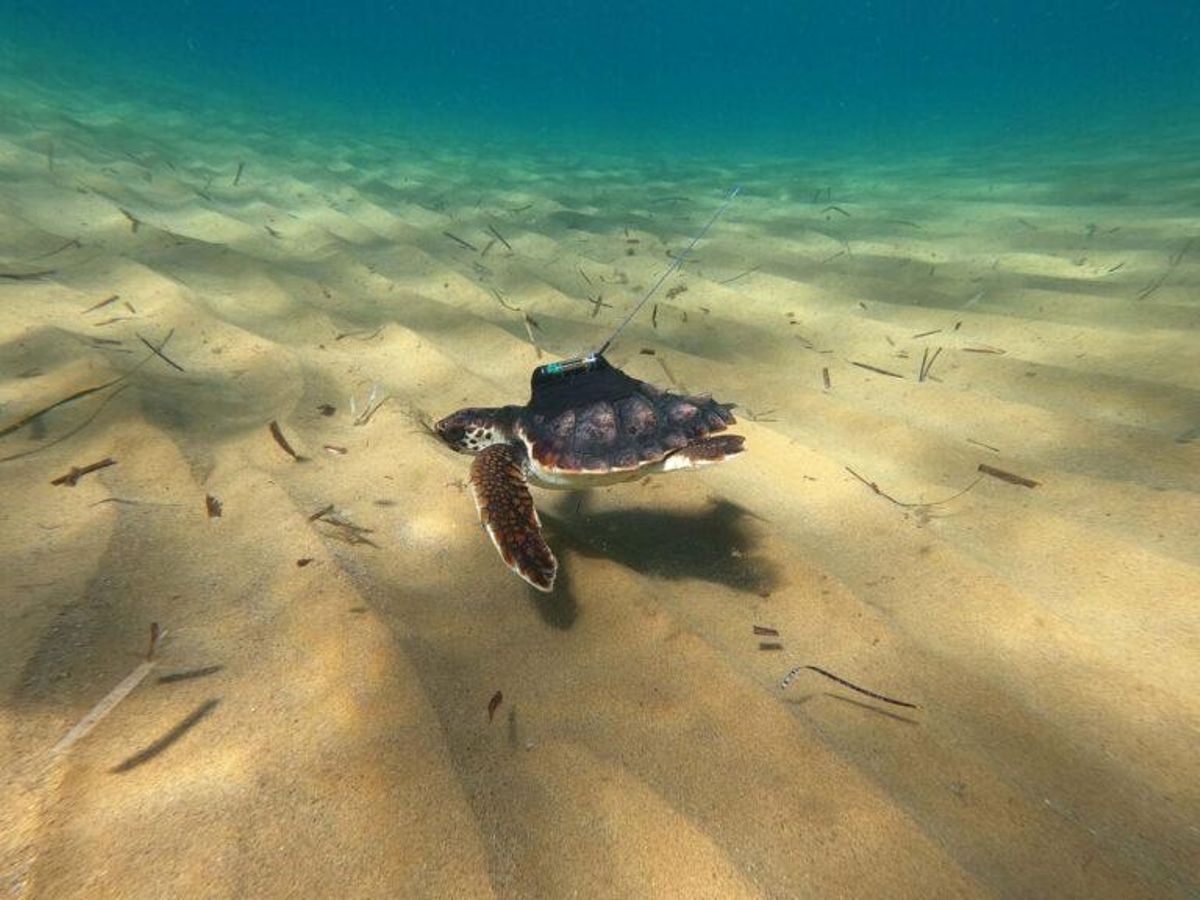 La proeza de la pequeña tortuga ‘Argonauta’ desde Murcia hasta Grecia La proeza de la pequeña tortuga ‘Argonauta’ desde Murcia hasta Grecia