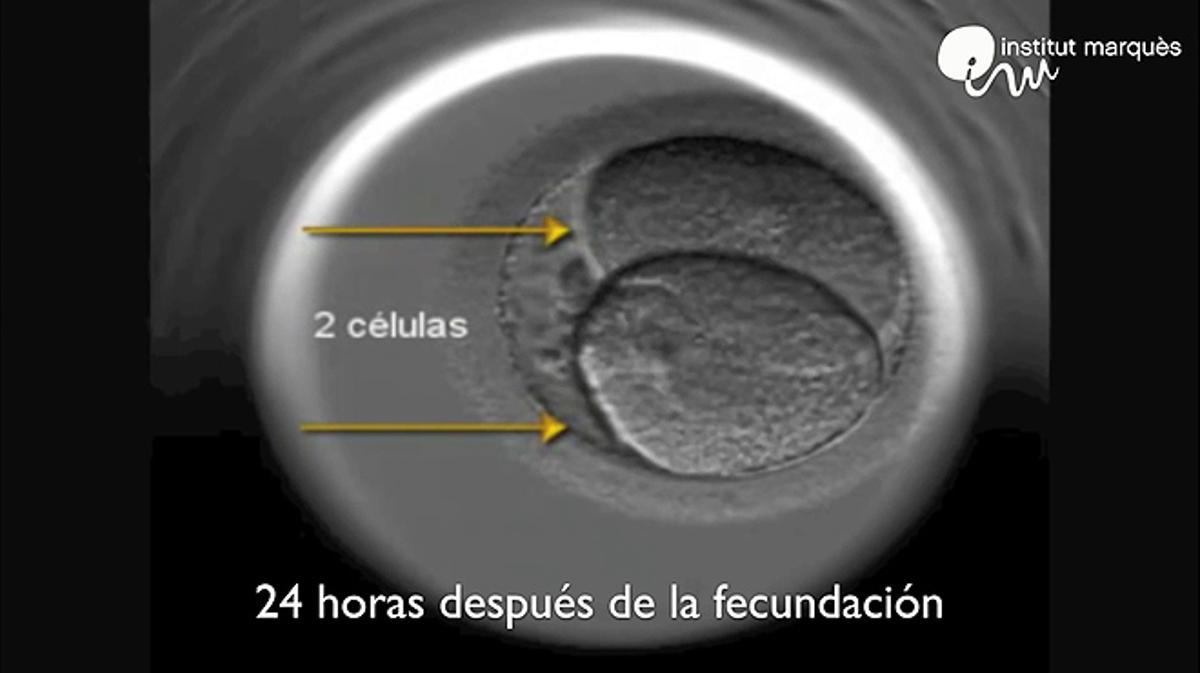 L’aplicació Embriomòbil permet observar en directe el desenvolupament d’un embrió des del dia de la fecundació fins al dia cinc.