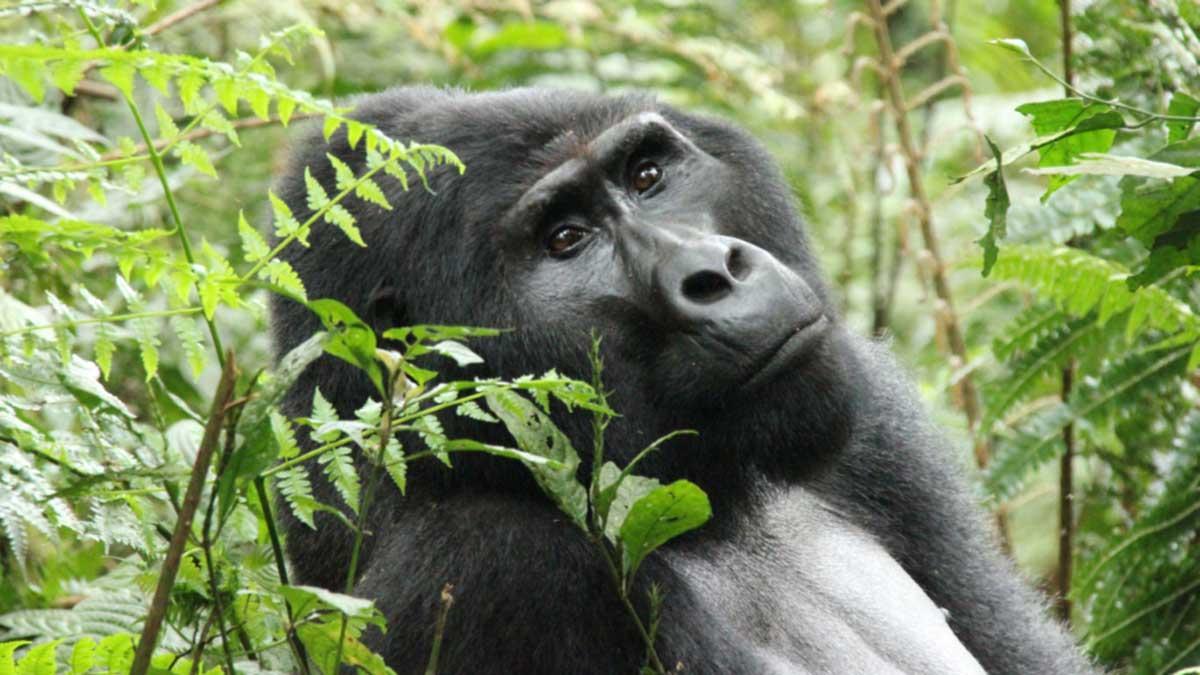 Lenta recuperación de los gorilas de montaña en Uganda. En la foto, Bahati, el espalda plateada, en el bosque Impenetrable de Bwindi.