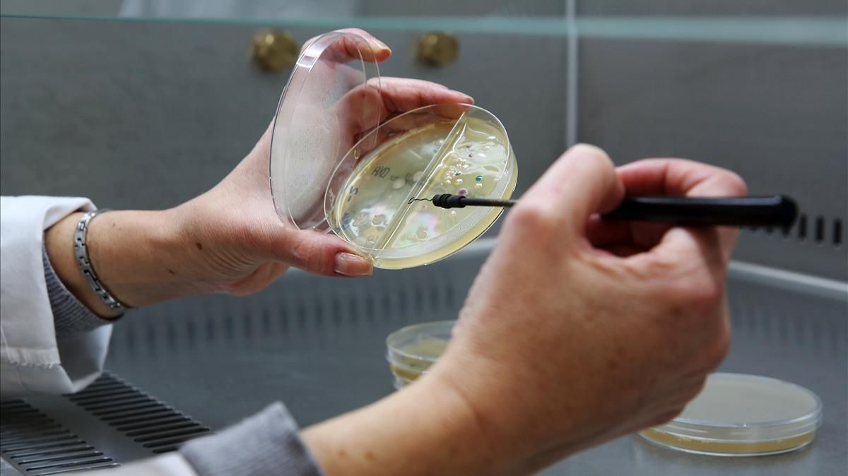 Investigación en la Facultad de Biología de la Universitat de Barcelona (UB). Investigación en la Facultad de Biología de la Universitat de Barcelona (UB).