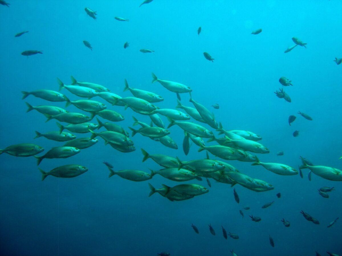 Amenaza de malnutrición: el clima impacta sobre la calidad del pescado Amenaza de malnutrición: el clima impacta sobre la calidad del pescado