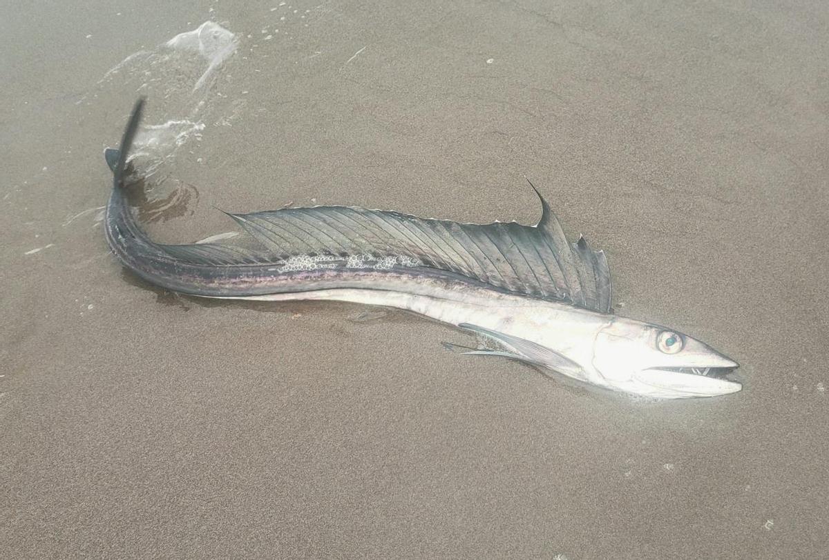 Misteriosa llegada de peces caníbales a la costa de EEUU