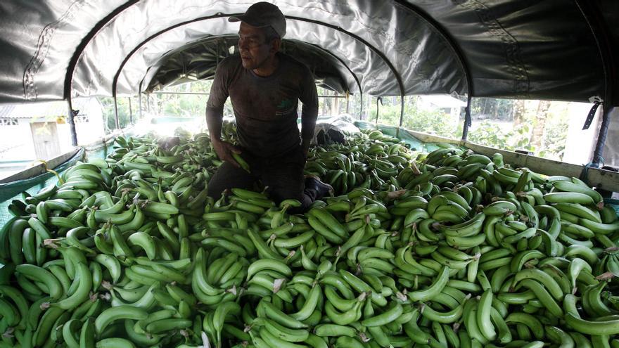 Bananas, the cursed fruit of Latin America, by Mauricio Bernal