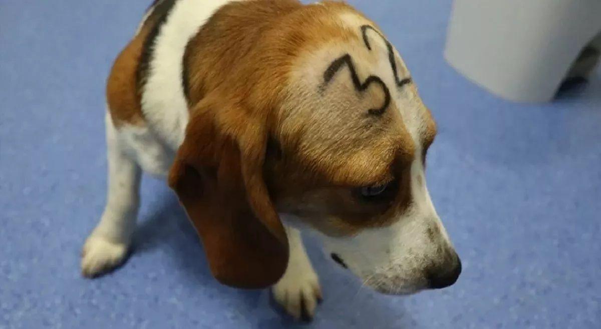 La Generalitat pide a Madrid más información sobre la empresa del estudio con beagles