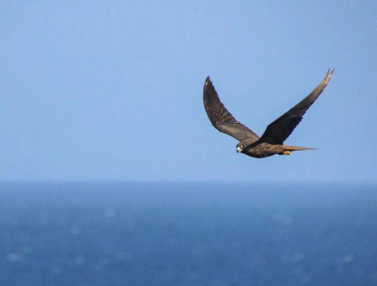 Descubren cómo las aves terrestres cruzan el océano abierto Descubren cómo las aves terrestres cruzan el océano abierto