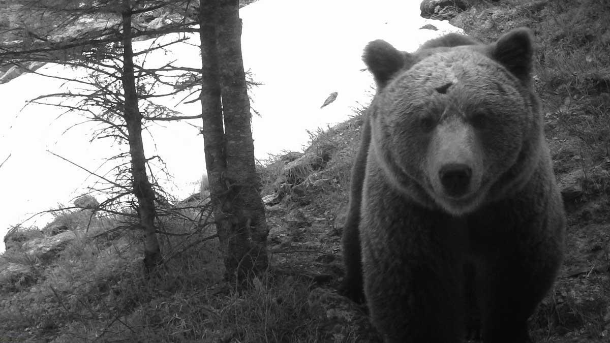 Osos en el Pirineo, en imágenes captadas en el año 2019.