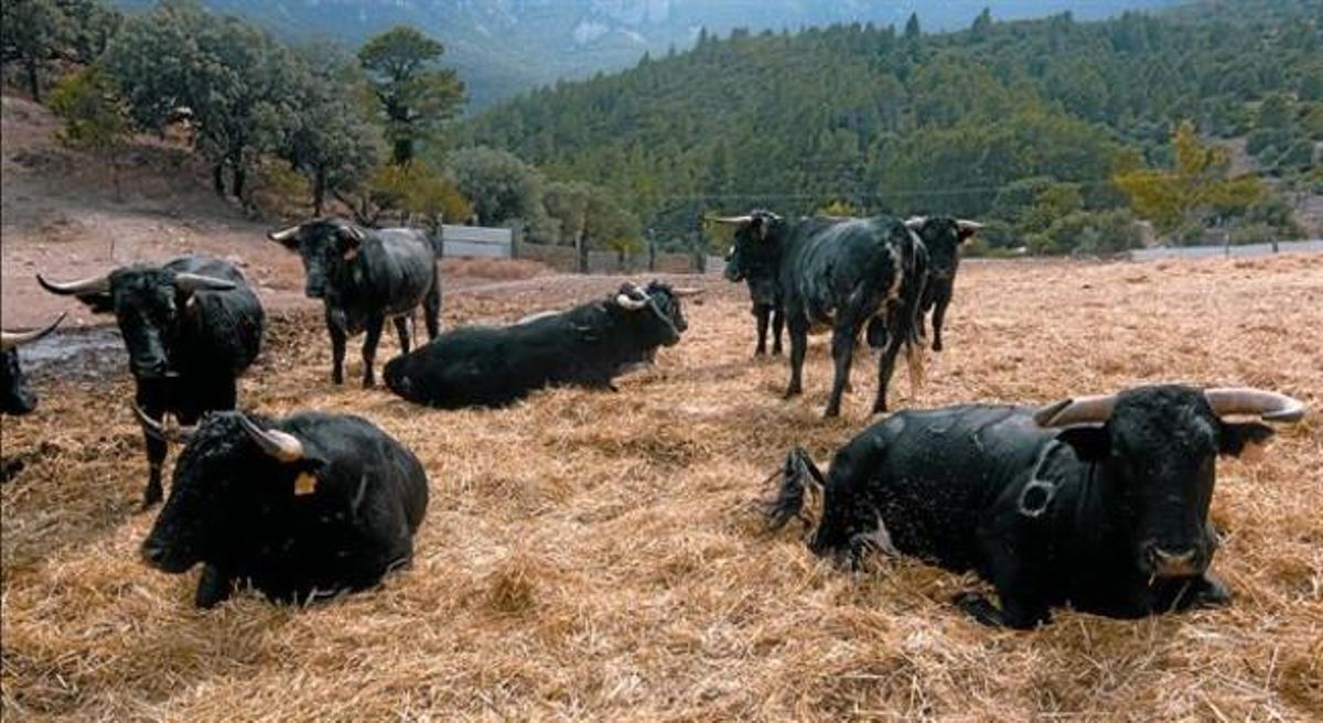 Toros de la ganadería de Rogelio Martín. Toros de la ganadería de Rogelio Martín.