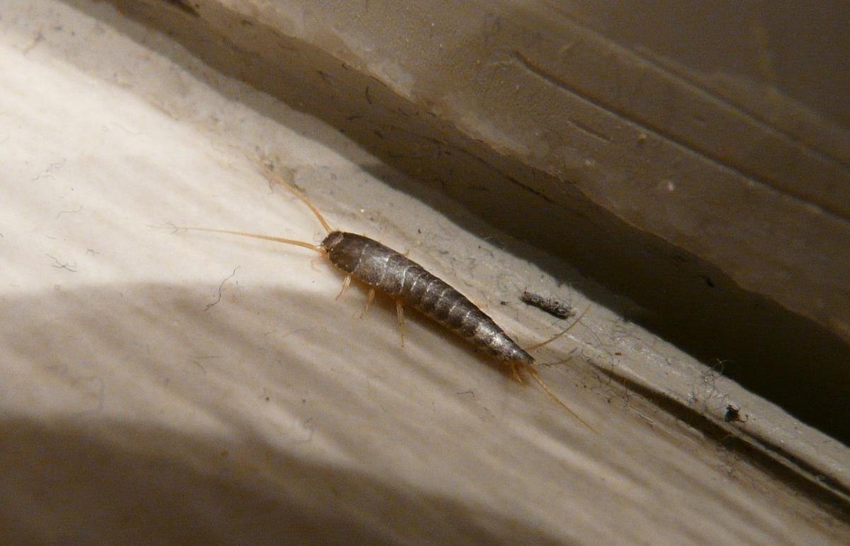 Mètode infal·lible per combatre insectes i plagues a casa: així s’acaba amb el bitxo de la humitat