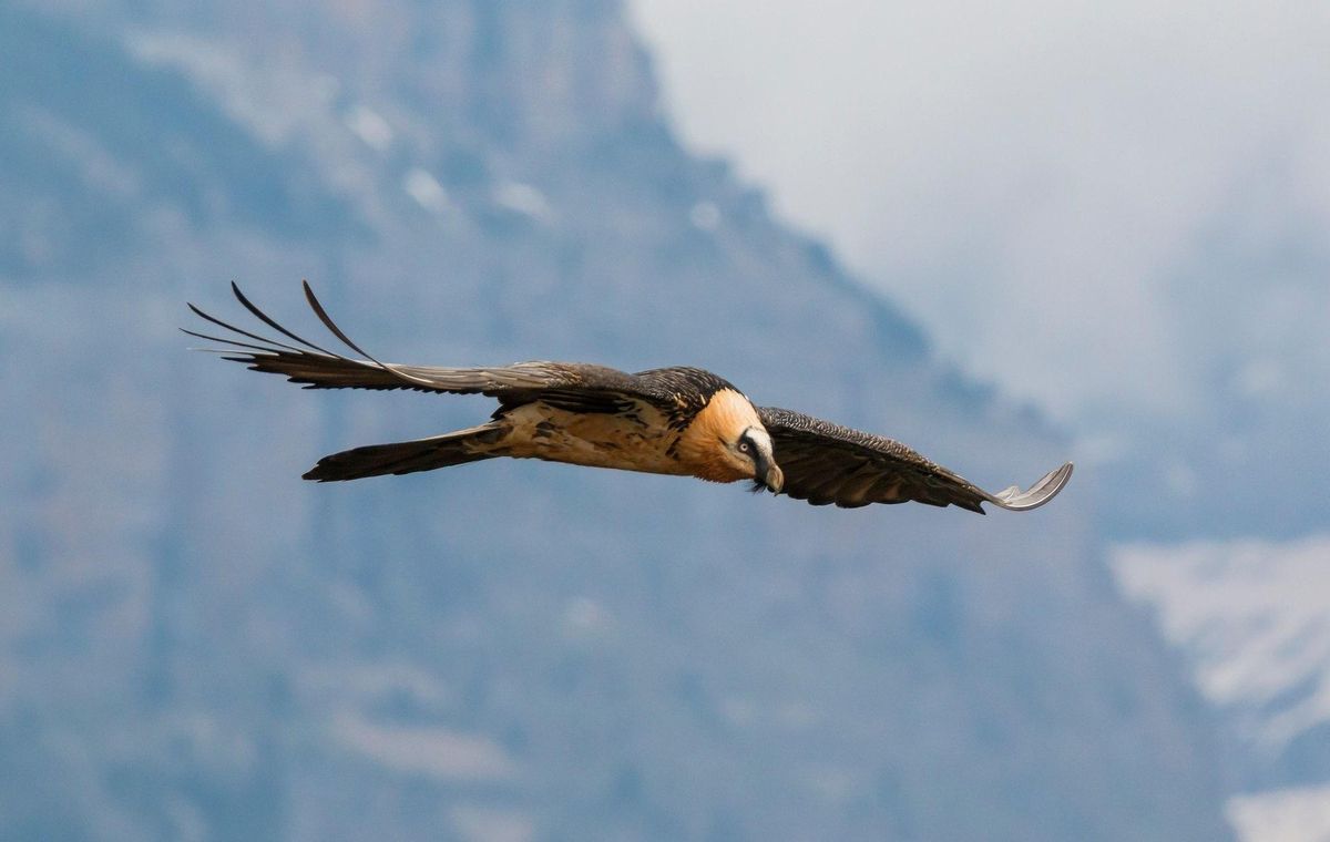 La 'cara oculta' de la Sierra del Moncayo también será Parque Natural La 'cara oculta' de la Sierra del Moncayo también será Parque Natural