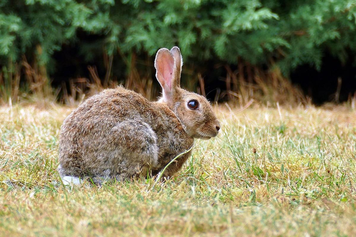 Ecologistas y cazadores se alían para salvar de la extinción al conejo de monte