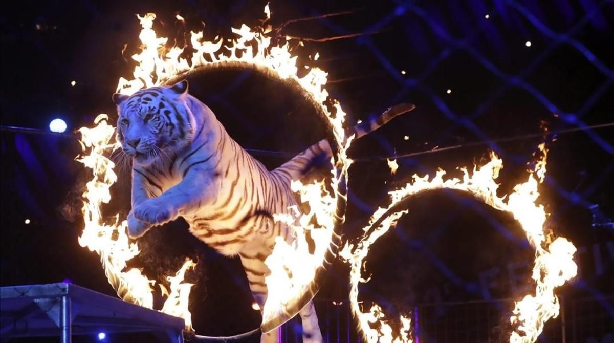 Número con tigres en el festival Internacional de Circo de Montecarlo, el pasado día 25. Número con tigres en el festival Internacional de Circo de Montecarlo, el pasado día 25.