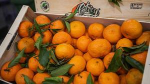 Fruta en Mercabarna.